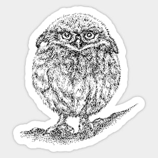 Little Owl Sticker